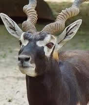 blackbuck